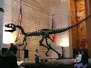  New York City:  United States:  
 
 Museum of Natural History